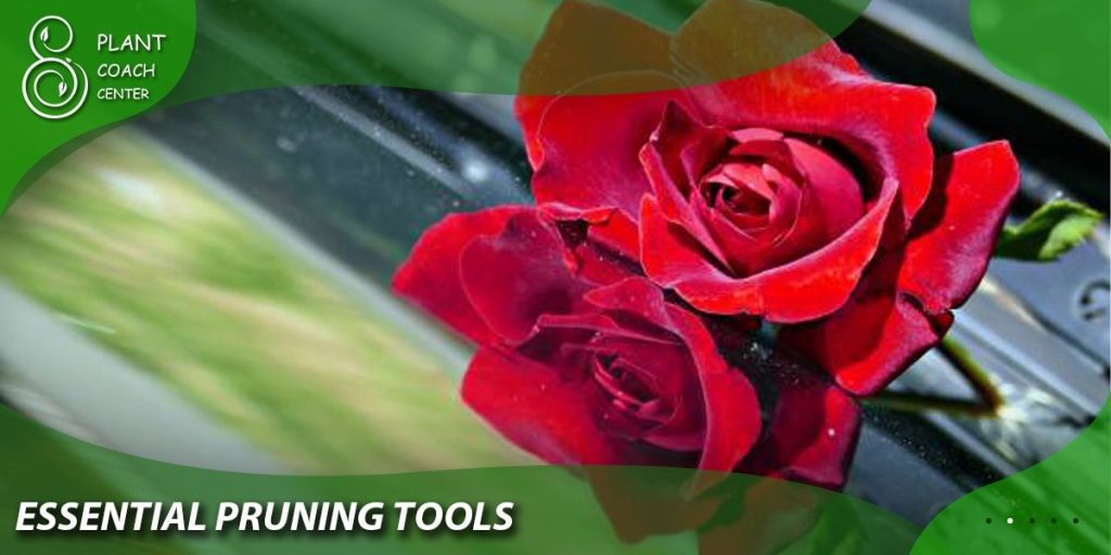 Essential Pruning Tools
