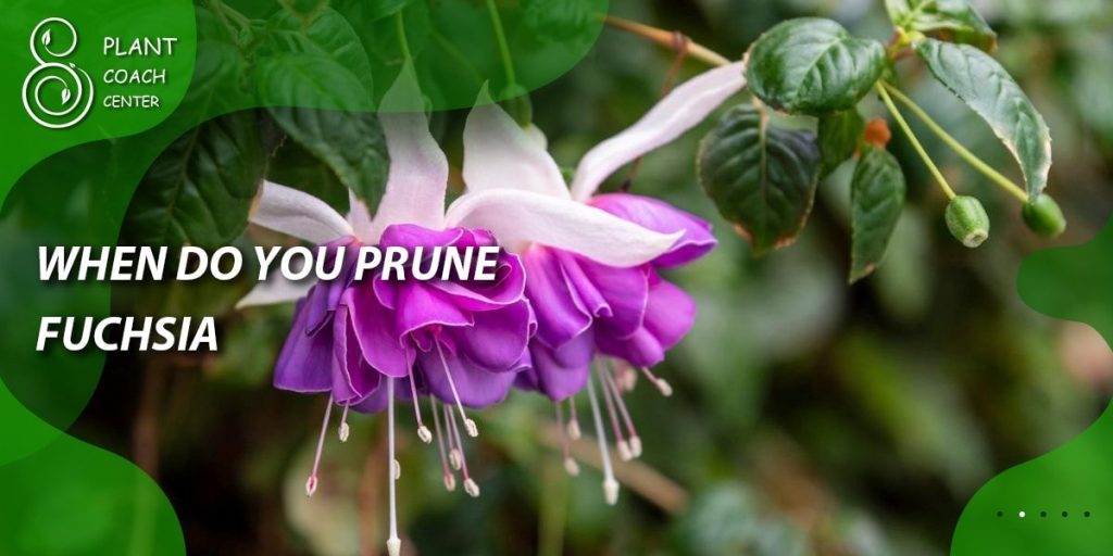 When Do You Prune Fuchsia
