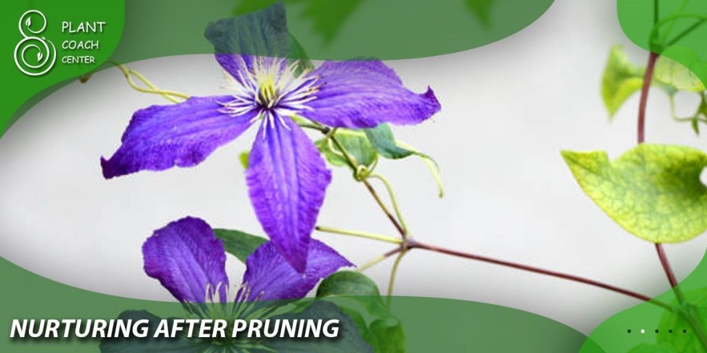 Nurturing After Pruning