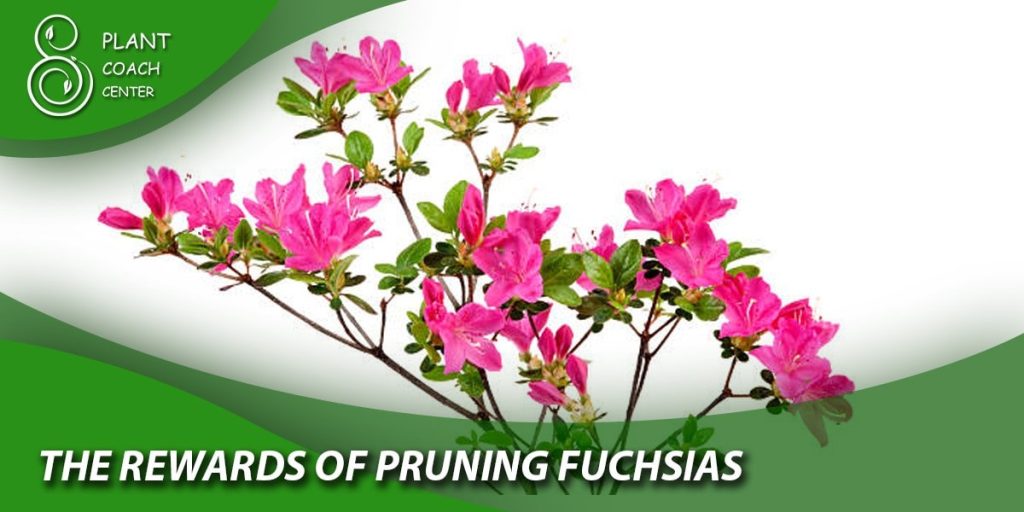 The Rewards of Pruning Fuchsias