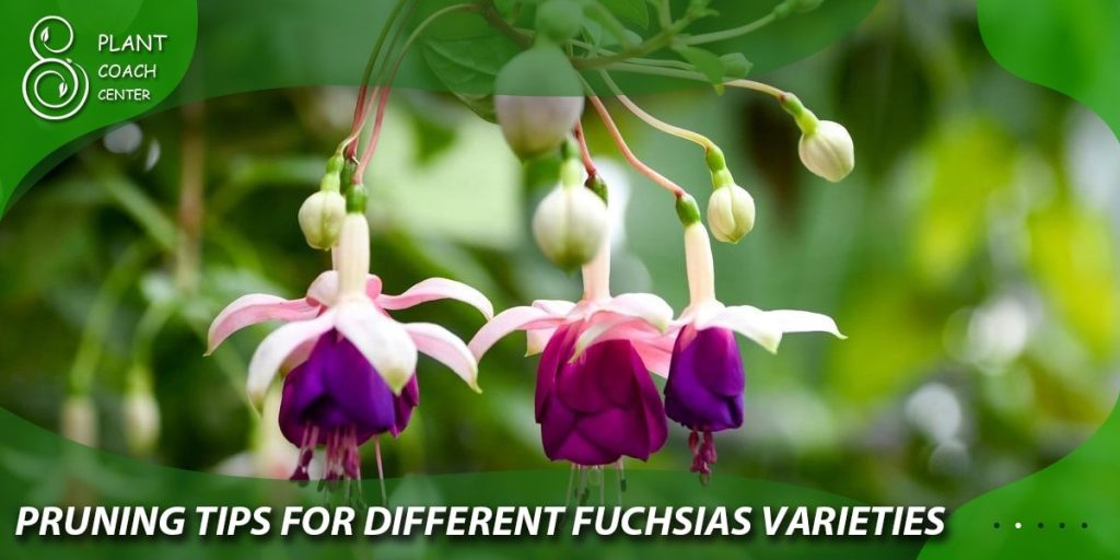 Pruning Tips for Different Fuchsia Varieties