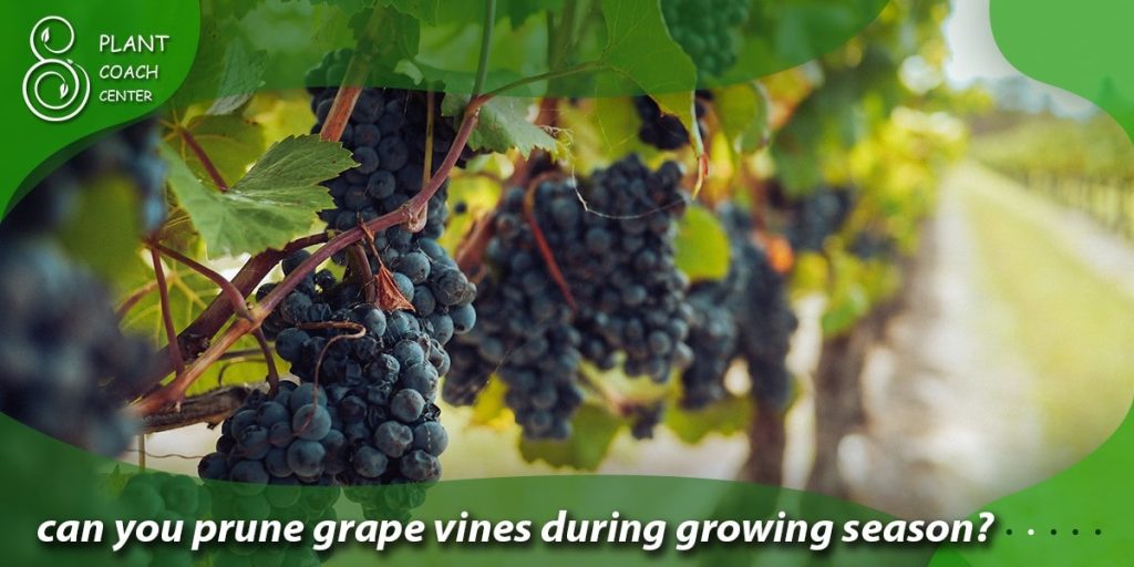 can you prune grape vines during growing season