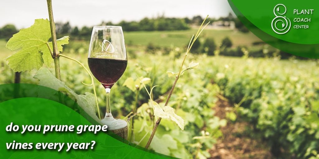 do you prune grape vines every year
