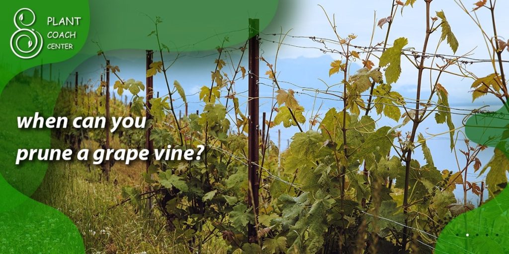 when can you prune a grape vine