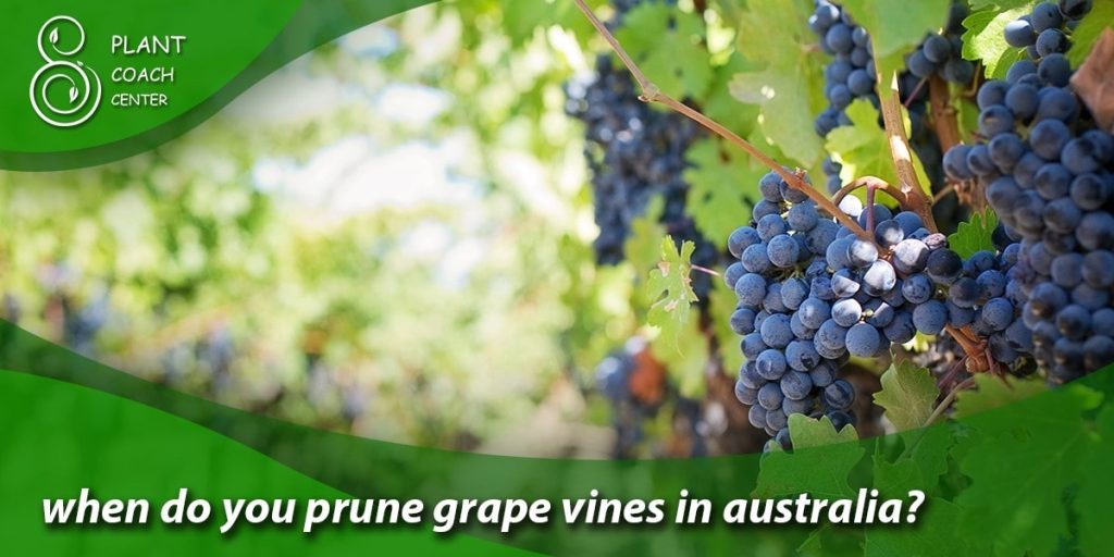 when do you prune grape vines in australia