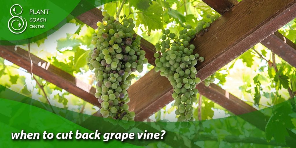 when to cut back grape vine