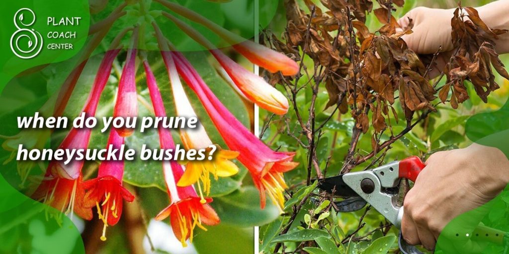 when do you prune honeysuckle bushes