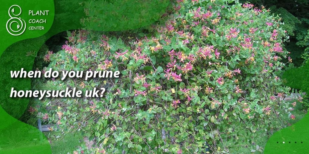 when do you prune honeysuckle uk
