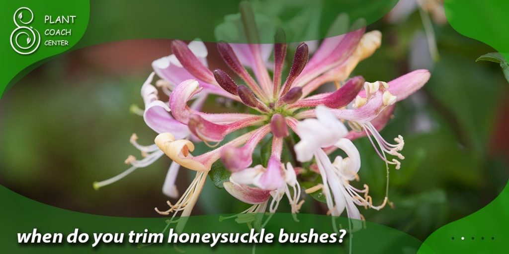 when do you trim honeysuckle bushes
