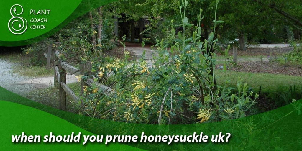 when should you prune honeysuckle uk