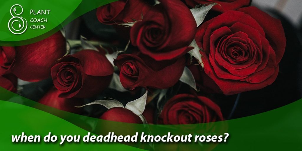 when do you deadhead knockout roses