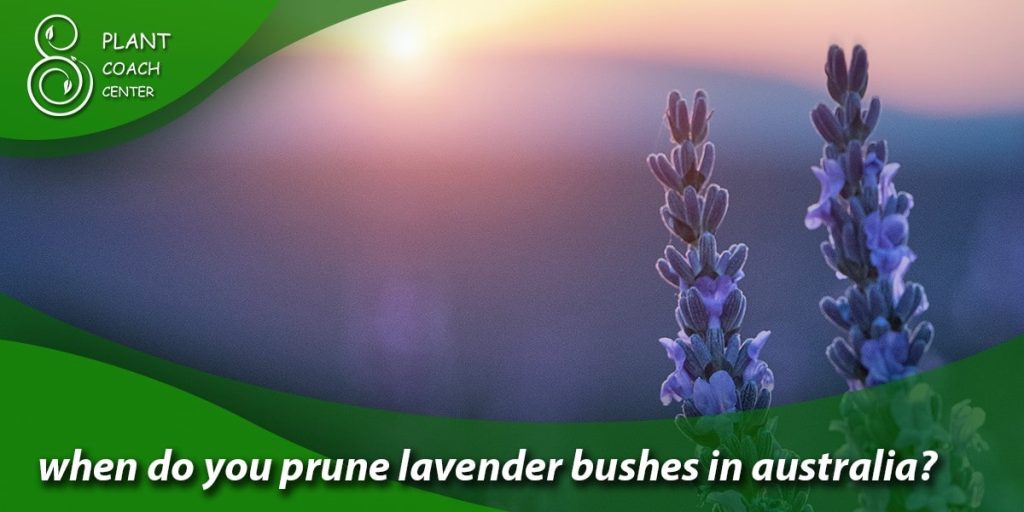 when do you prune lavender bushes in australia