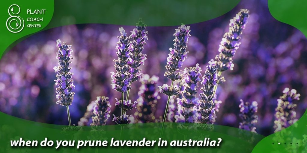 when do you prune lavender in australia