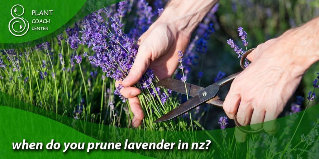 when do you prune lavender in nz