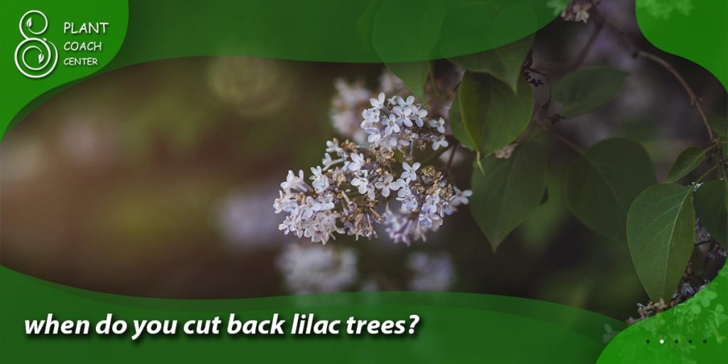 when do you cut back lilac trees