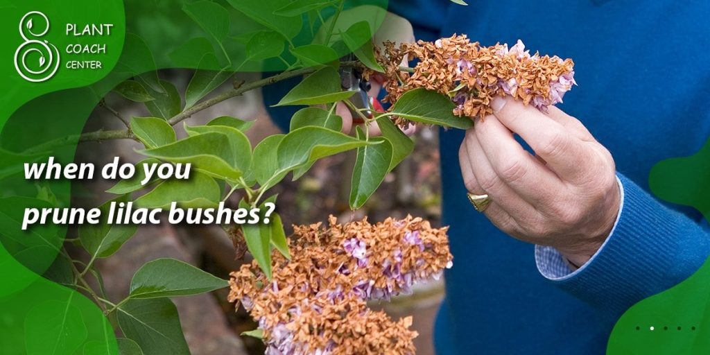 when do you prune lilac bushes