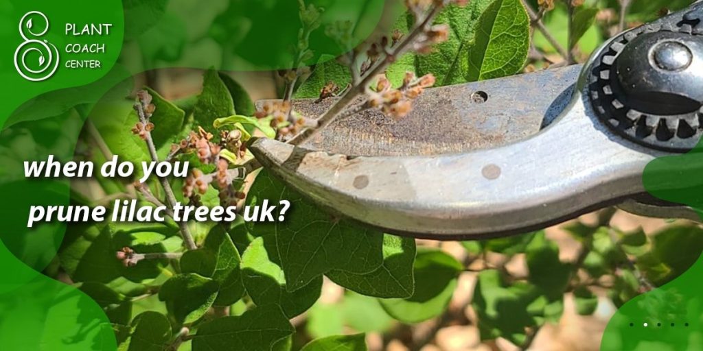 when do you prune lilac trees uk