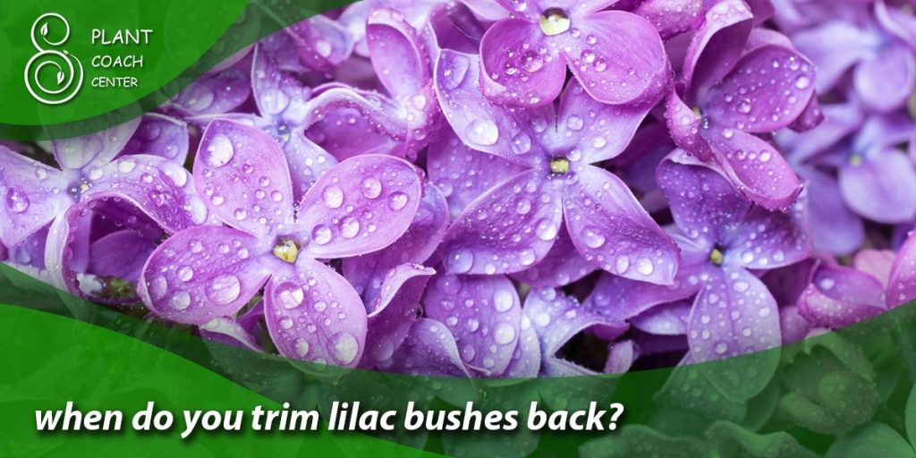 when do you trim lilac bushes back