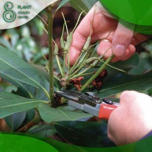 When Do You Prune Rhododendrons