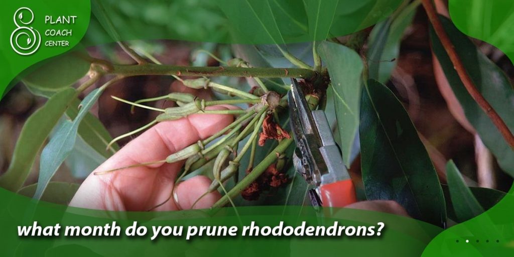 what month do you prune rhododendrons