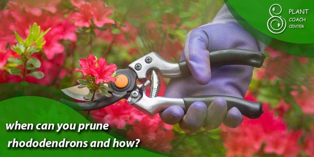 when can you prune rhododendrons and how