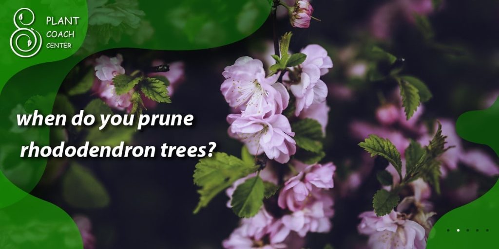 when do you prune rhododendron trees