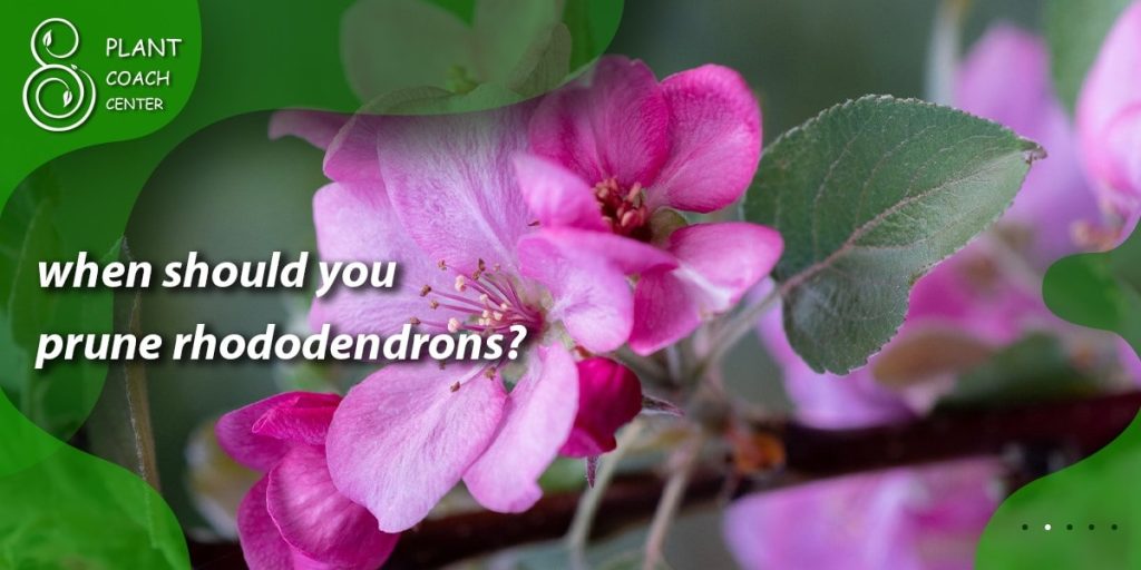 when should you prune rhododendrons