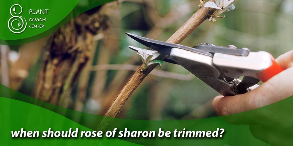 when should rose of sharon be trimmed