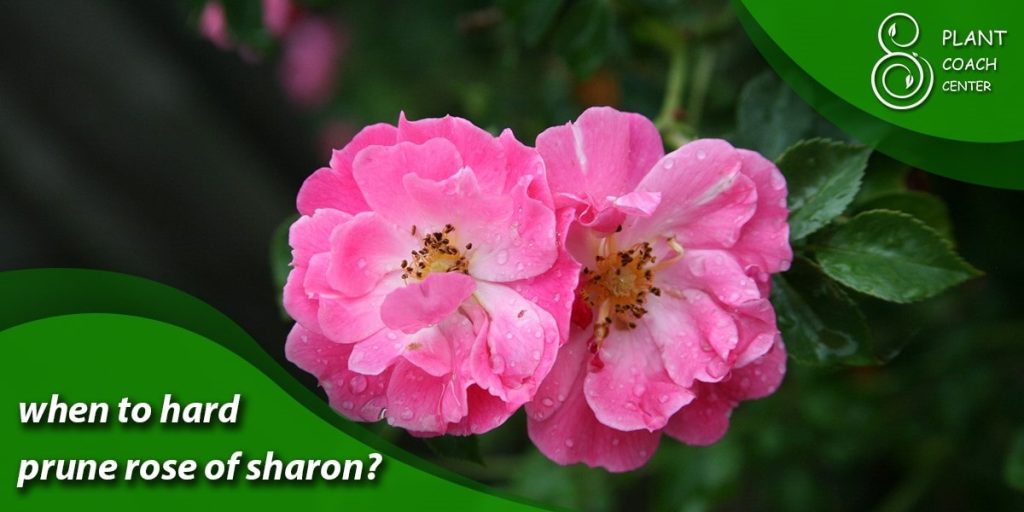when to hard prune rose of sharon