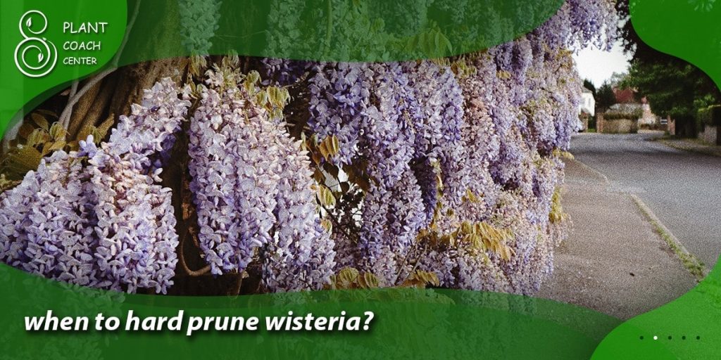 when to hard prune wisteria