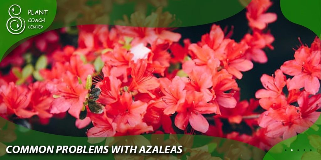 Common Problems with Azaleas