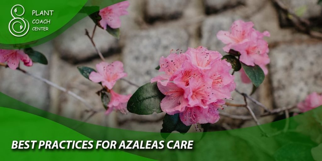 Best Practices for Azalea Care