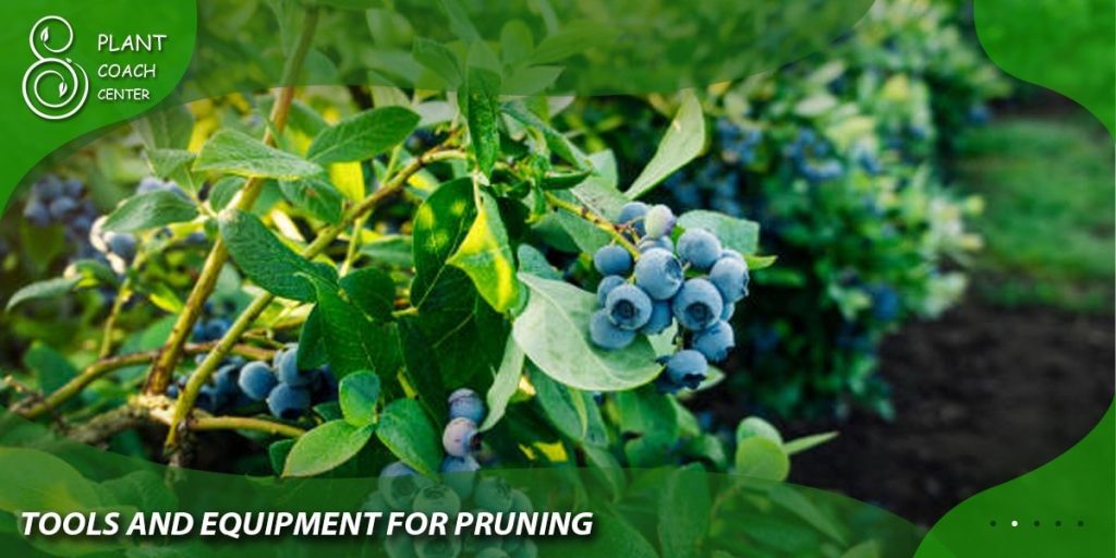 Tools and Equipment for Pruning