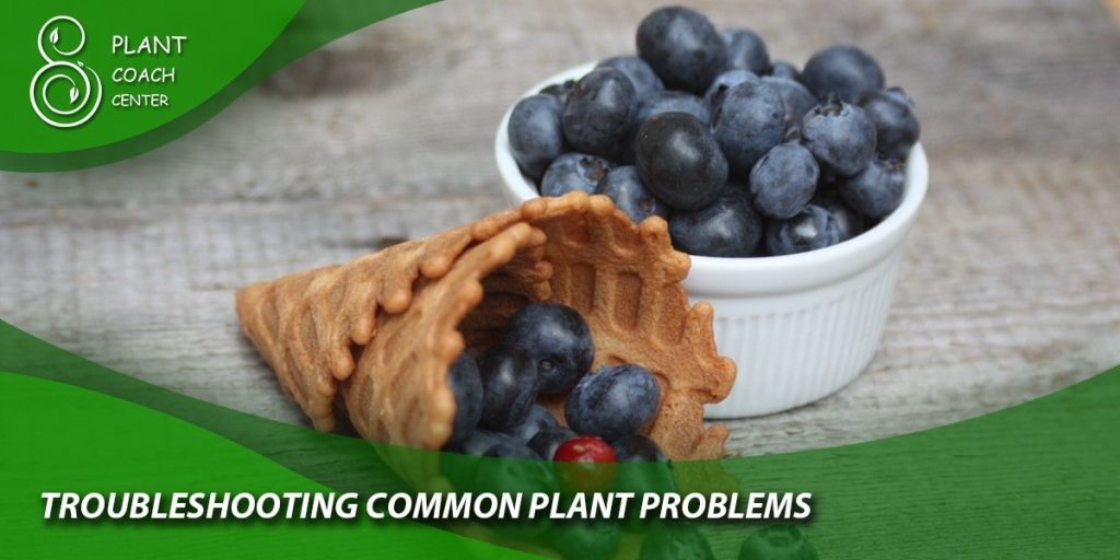  Troubleshooting Common Plant Problems