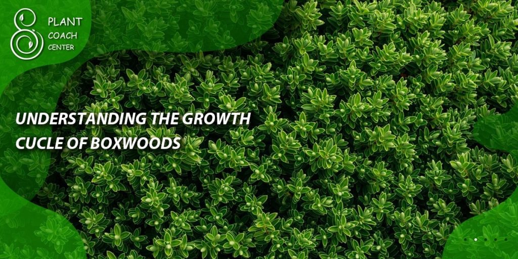 Understanding the Growth Cycle of Boxwoods