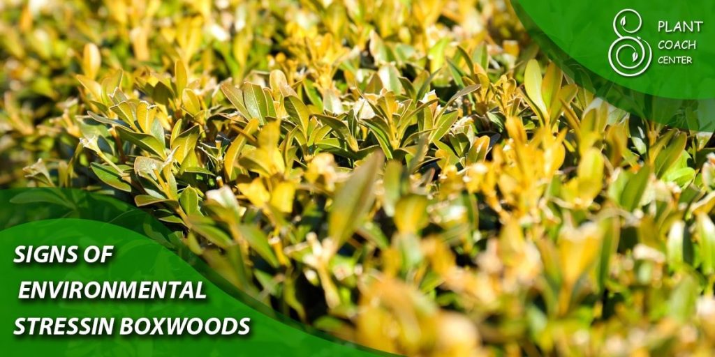 Signs of Environmental Stress in Boxwoods