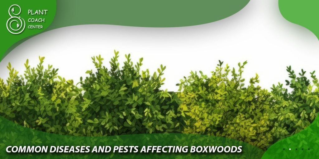 Common Diseases and Pests Affecting Boxwoods