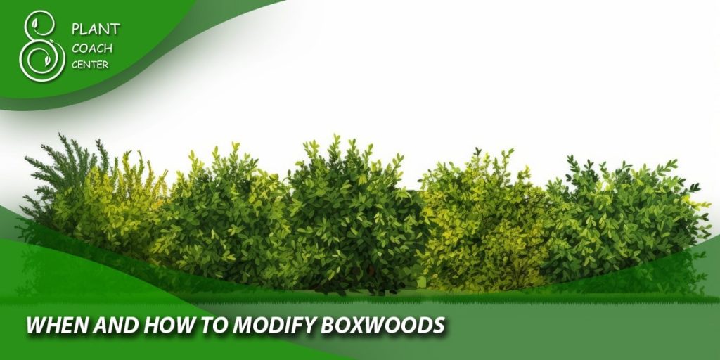When and how to modify boxwoods