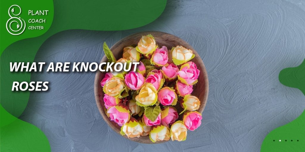 What Are Knockout Roses?