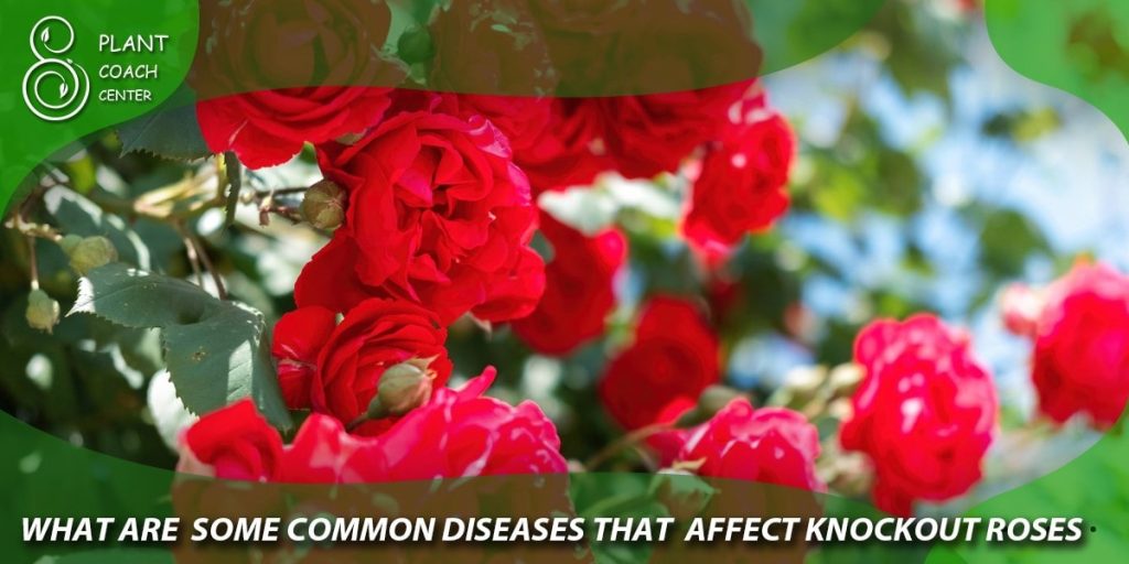 What are some common diseases that affect knockout roses?