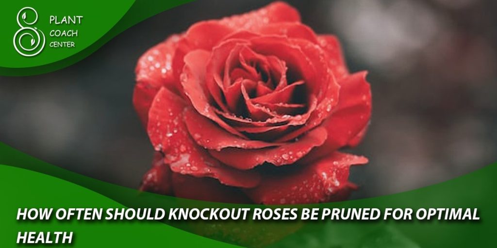 How often should knockout roses be pruned for optimal health?