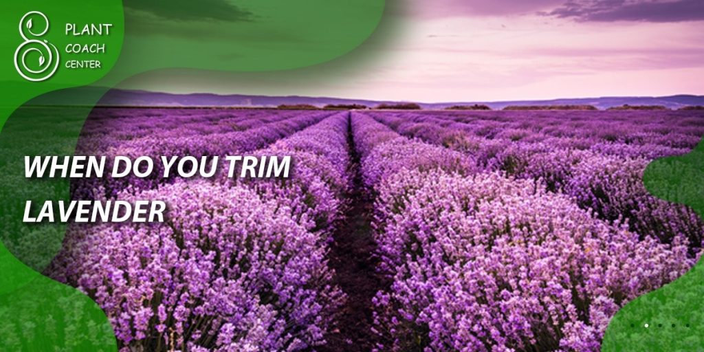 When Do You Trim Lavender