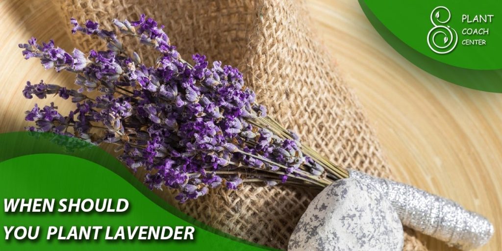 when should you plant lavender