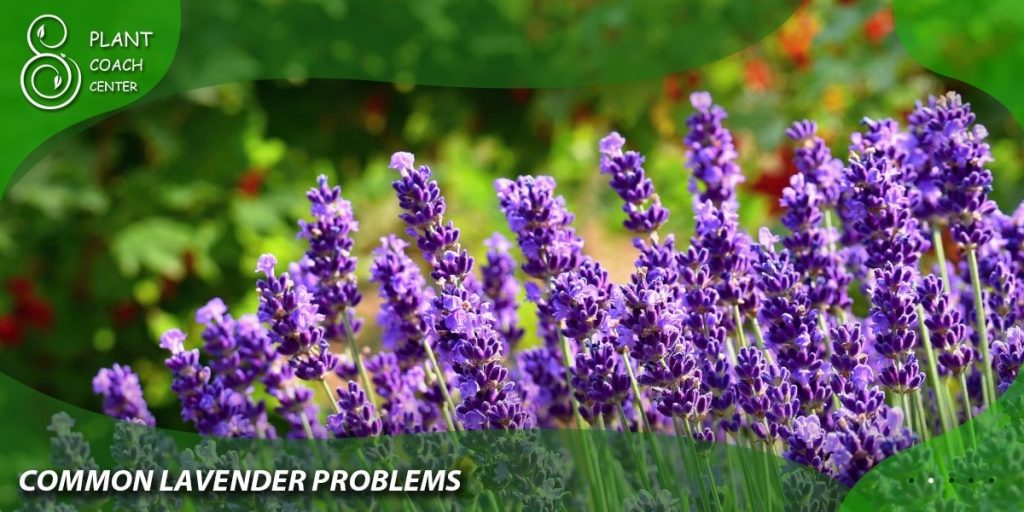 common lavender problems