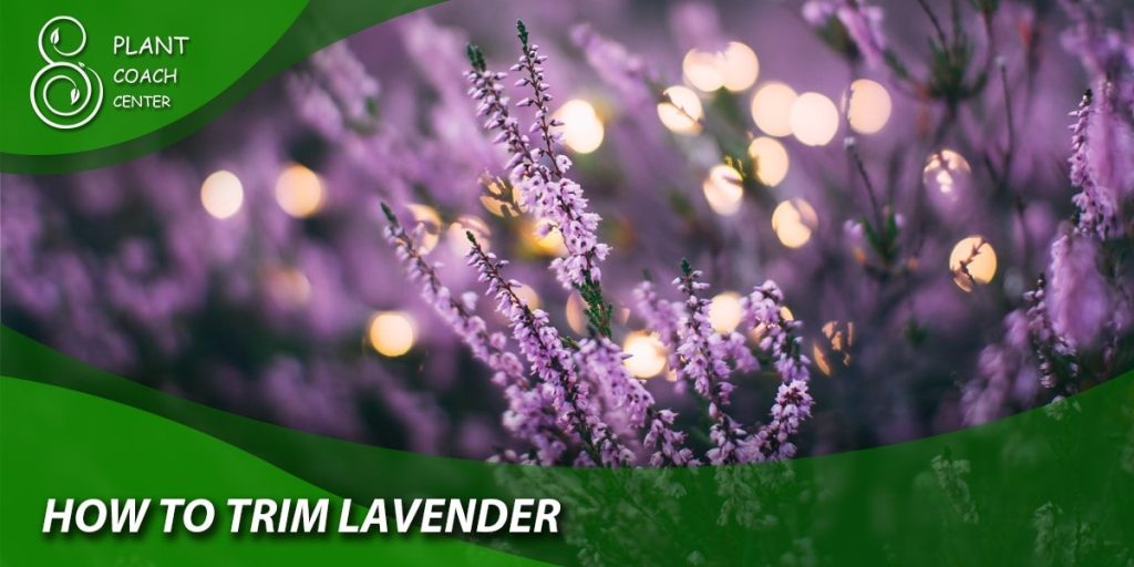 How to Trim Lavender