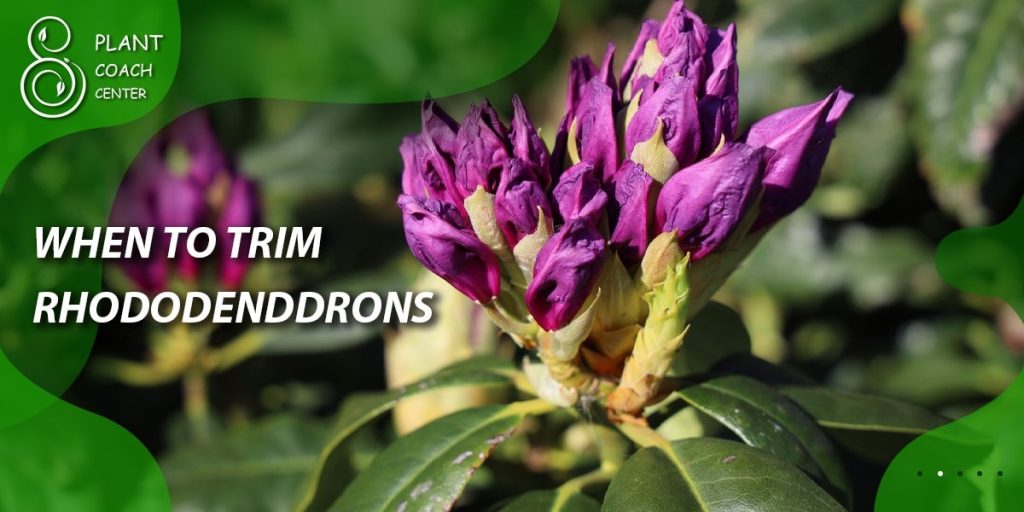 When to Trim Rhododendrons