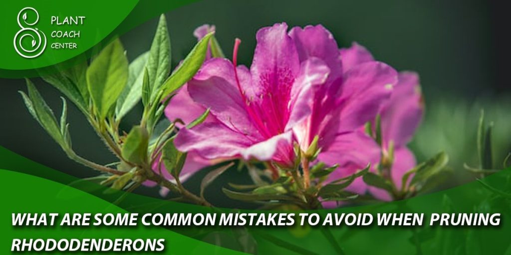 What are some common mistakes to avoid when pruning rhododendrons?