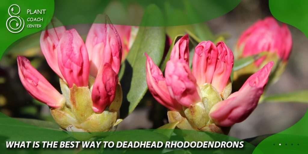 What is the best way to deadhead rhododendrons?