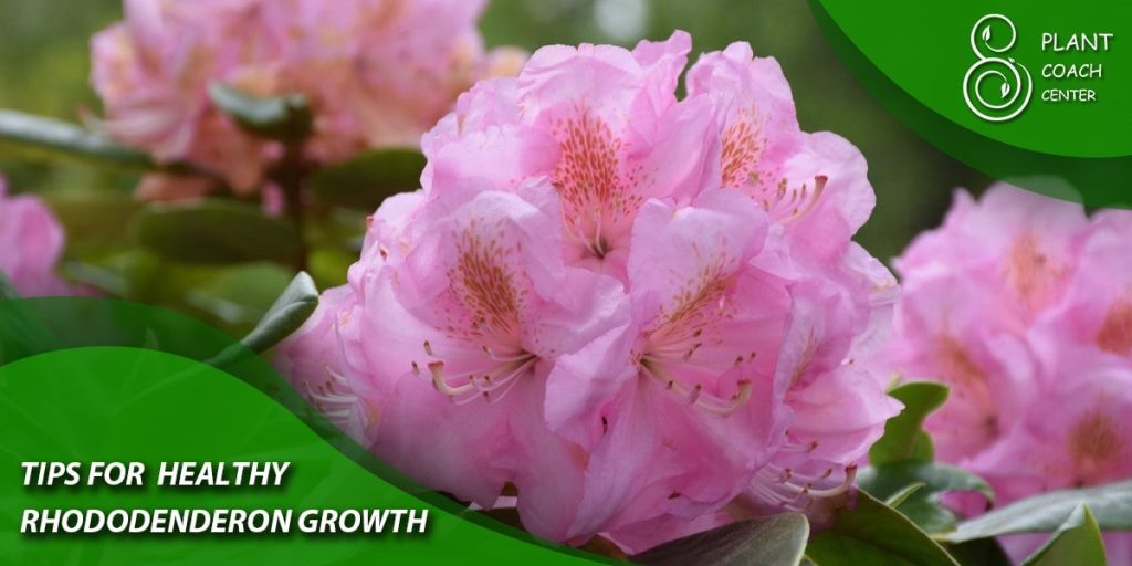 Tips for Healthy Rhododendron Growth