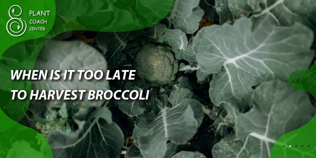 When is it Too Late to Harvest Broccoli